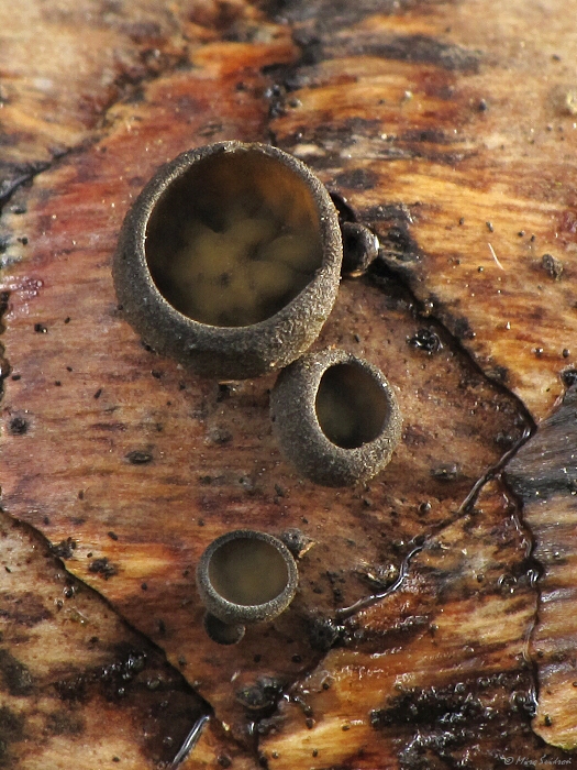 jahňadka smreková Rutstroemia bulgarioides (P. Karst.) P. Karst.