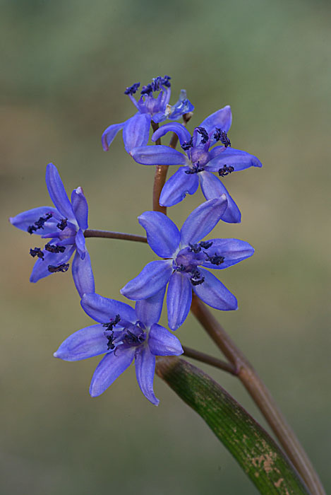 scila viedenská - ladoňka vídeňská Scilla vindobonensis Speta