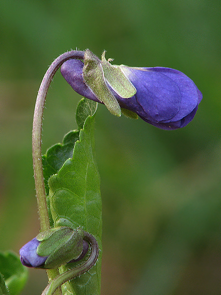 fialka voňavá Viola odorata L.