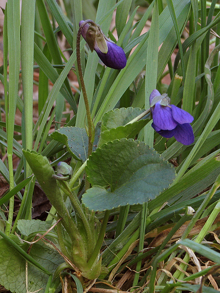 fialka voňavá Viola odorata L.