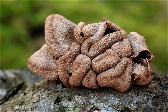 dutinovka otrubnatá Encoelia furfuracea (Roth) P. Karst.