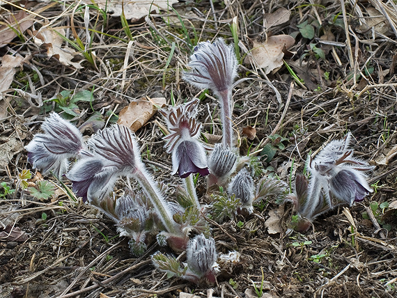 poniklec lúčny český Pulsatilla pratensis subsp. bohemica Skalický