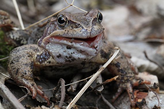 skokan hnědý Rana temporaria