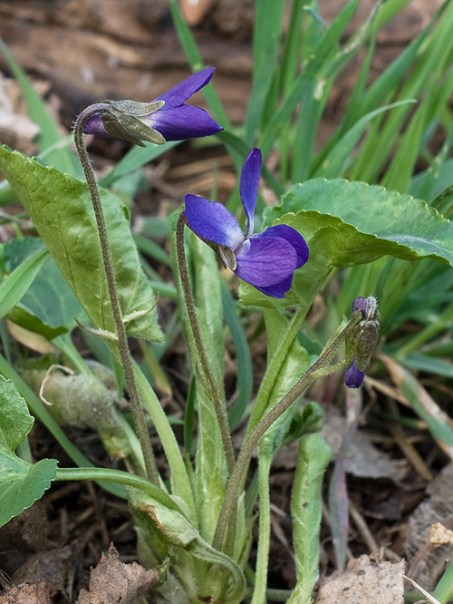 fialka voňavá Viola odorata L.