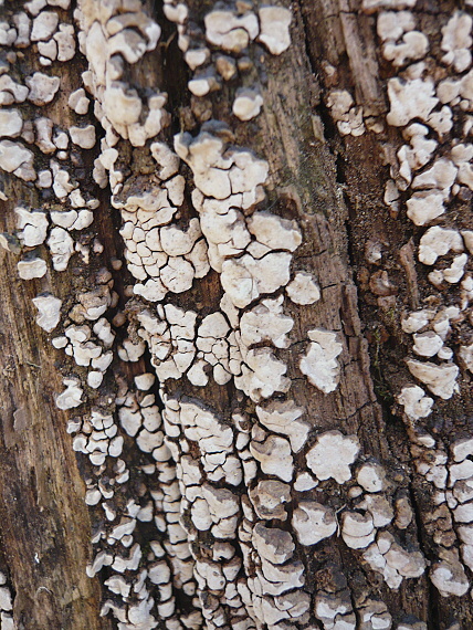 rozpukanec obyčajný Xylobolus frustulatus (Pers.) Boidin