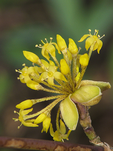 drieň obyčajný Cornus mas L.