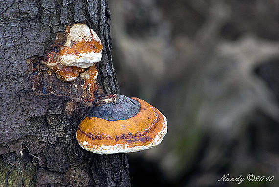 práchnovček pásikavý Fomitopsis pinicola (Sw.) P. Karst.