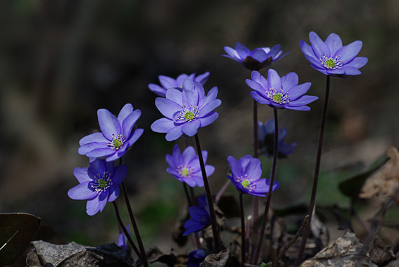 pečeňovník trojlaločný - jaterník trojlaločný Hepatica nobilis Schreb.