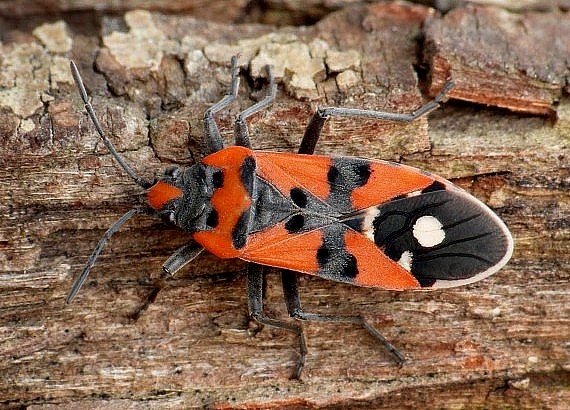 behavka pestrá Lygaeus equestris Linnaeus, 1758