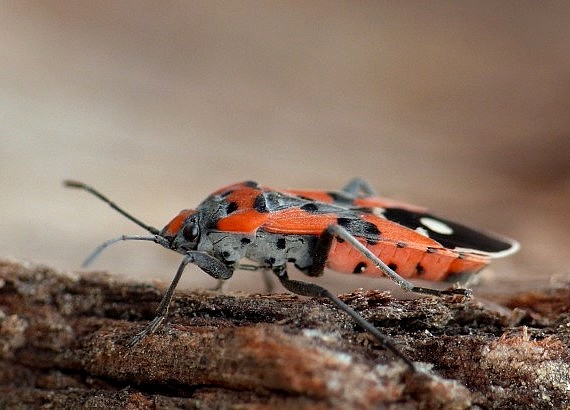 behavka pestrá Lygaeus equestris Linnaeus, 1758