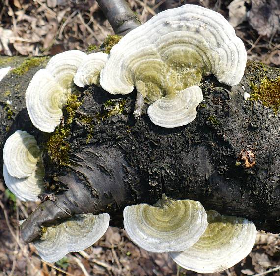 trúdnikovec hrbatý Trametes gibbosa (Pers.) Fr.