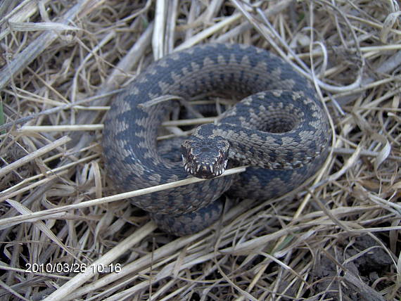 vretenica severna Vipera berus