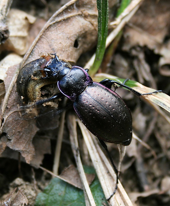 bystruška  Carabus nemoralis