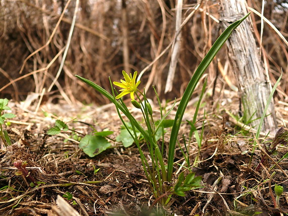 krivec žltý Gagea lutea (L.) Ker Gawl.