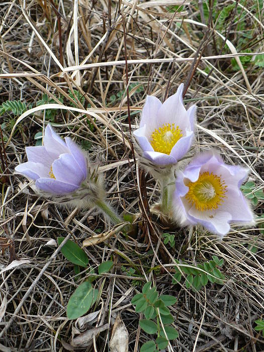 poniklec veľkokvetý Pulsatilla grandis Wender.