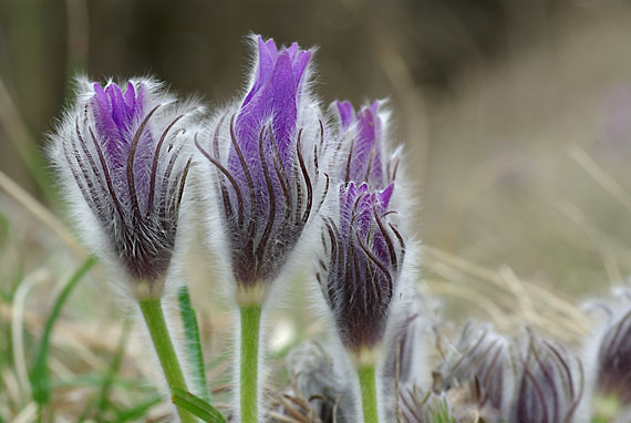 poniklec veľkokvetý - koniklec velkokvětý Pulsatilla grandis Wender.