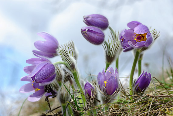 poniklec veľkokvetý - koniklec velkokvětý Pulsatilla grandis Wender.