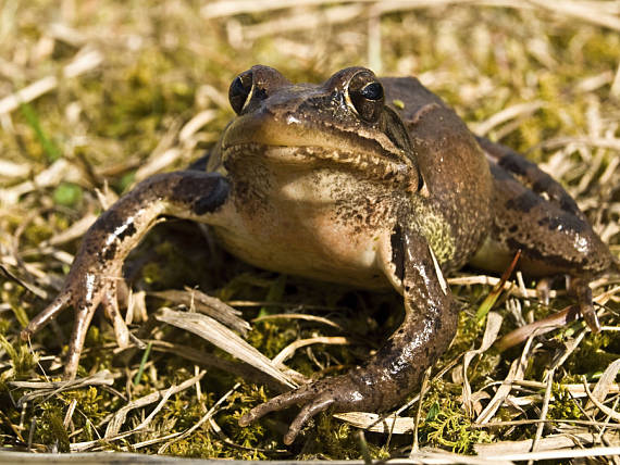 skokan štíhly Rana dalmatina