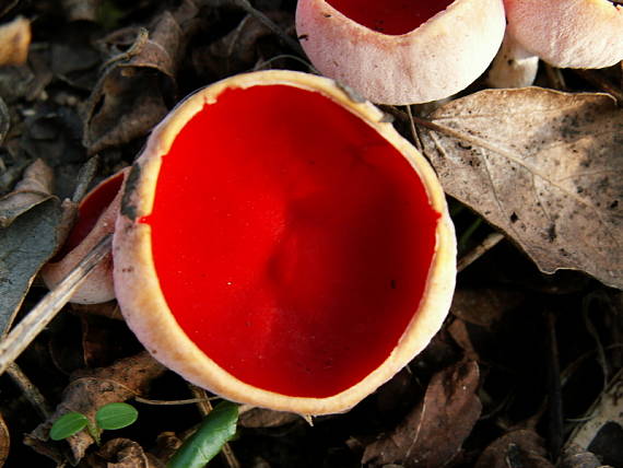 ohnivec šarlátový Sarcoscypha coccinea (Gray) Boud.