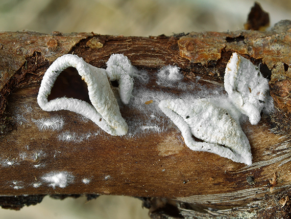 škľabka plstnatá Schizophyllum amplum (Lév.) Nakasone