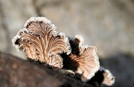 klanolupeňovka obyčajná Schizophyllum commune Fr.