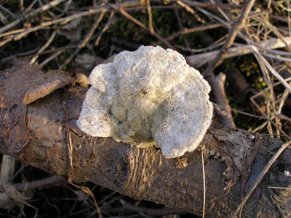 trúdnikovec chlpatý Trametes hirsuta (Wulfen) Lloyd