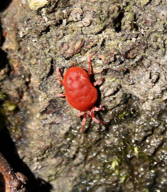 roztočník červený Trombidium holosericeum