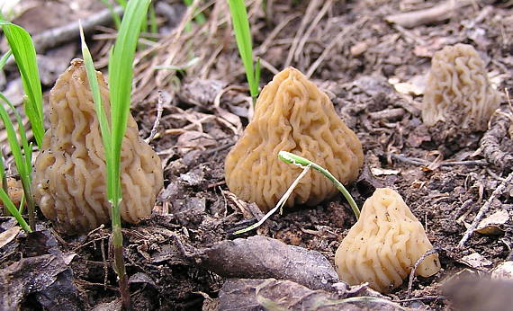 smrčkovec český Verpa bohemica (Krombh.) J. Schröt.