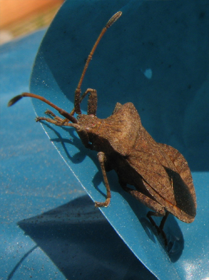 obrubnica štiavová Coreus marginatus