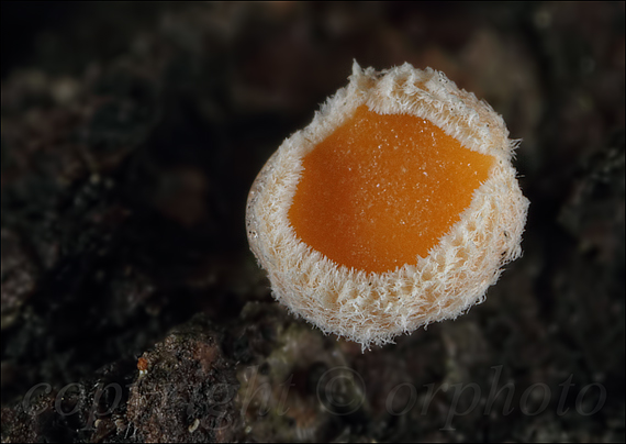 vlnuška neškodná Lachnellula occidentalis (G.G. Hahn & Ayers) Dharne