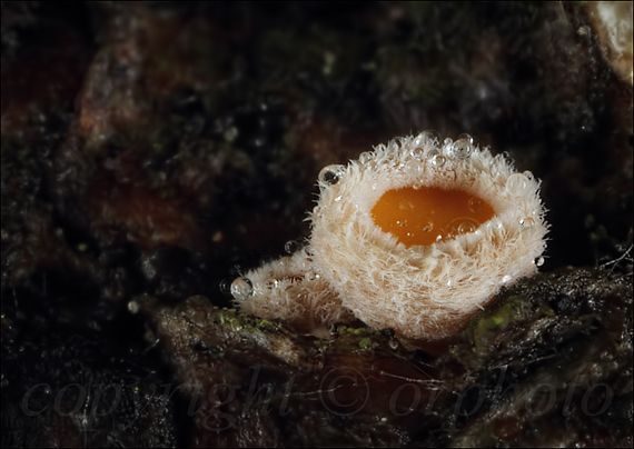 vlnuška neškodná Lachnellula occidentalis (G.G. Hahn & Ayers) Dharne