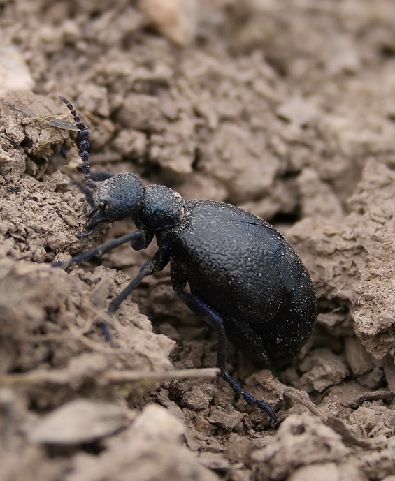 májka obyčajná Meloe proscarabaeus