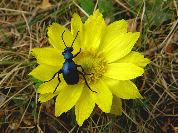 májka fialová Meloe violaceus