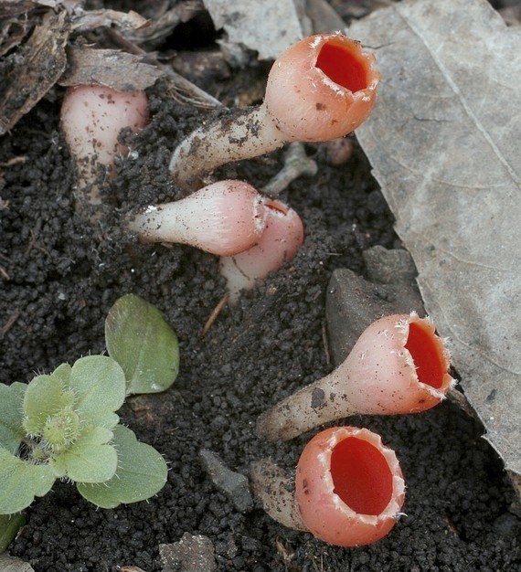 ohnivček zimný Microstoma protractum (Fr.) Kanouse