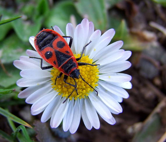 cIFRUŠA BEZKRÍDLA  PYRRHOCORIS APTERUS