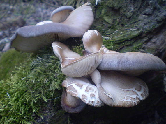 hliva ustricovitá Pleurotus ostreatus (Jacq.) P. Kumm.