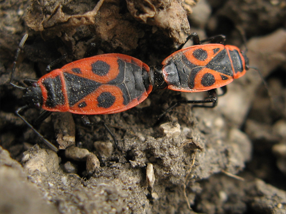 cifruša bezkrídla Pyrrhocoris apterus