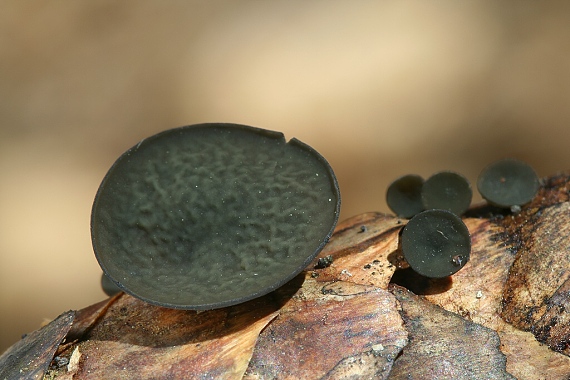 jahňadka smreková Rutstroemia bulgarioides (P. Karst.) P. Karst.