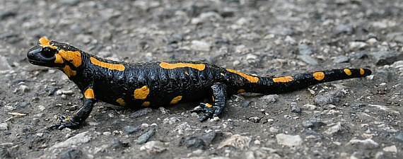 salamandra škvrnitá Salamandra salamandra