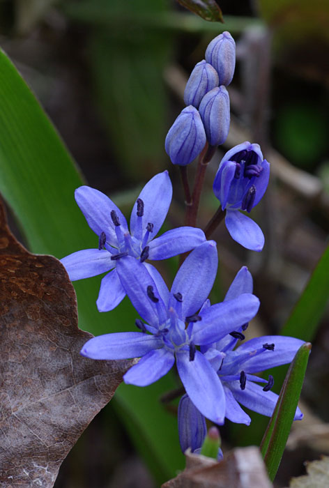 scila severná - ladoňka rakouská  Scilla drunensis (Speta) Speta