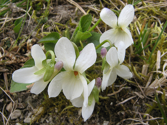 fialka voňavá Viola odorata L.