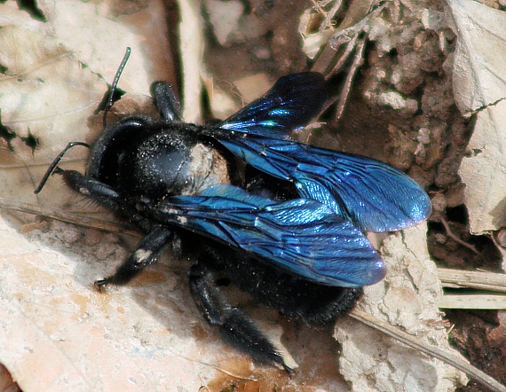 drevár fialový  Xylocopa violacea