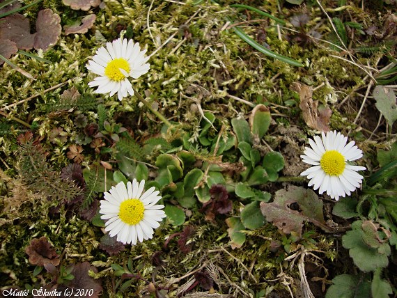 sedmokráska obyčajná Bellis perennis L.