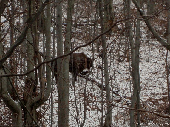 zubor hrivnatý Bison bonasus