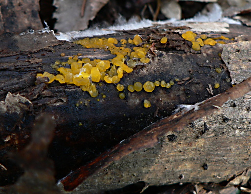 okrasník - voskovička Bisporella sp.