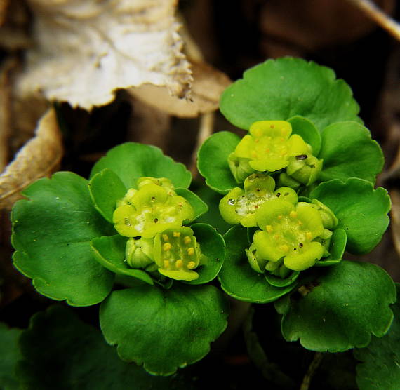 slezinovka striedavolistá Chrysosplenium alternifolium L.