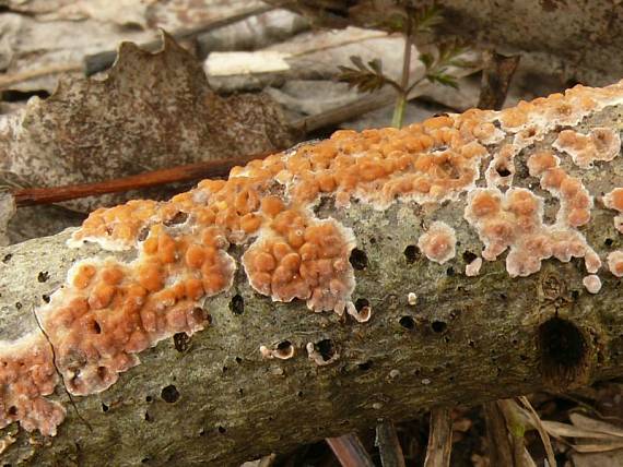 kornatec růžový - Kôrovka ružová Corticium roseum Pers.