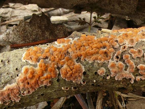 kornatec růžový - Kôrovka ružová Corticium roseum Pers.