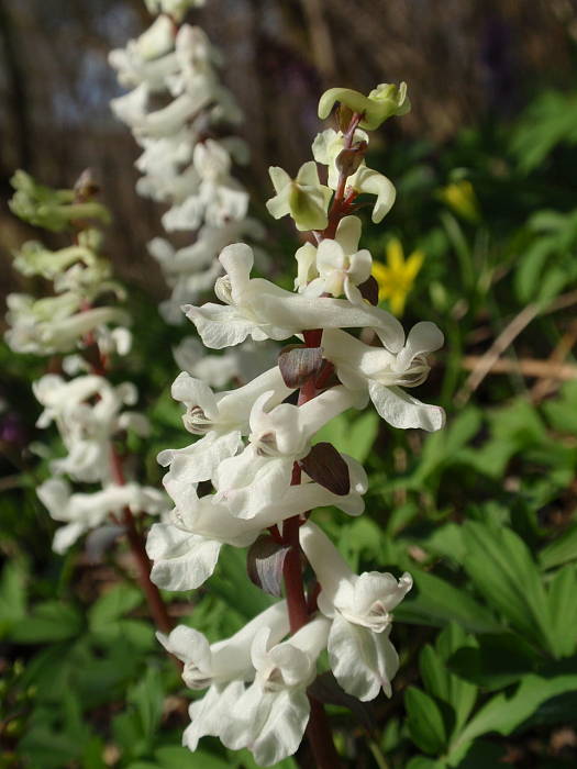 chochlačka dutá Corydalis cava (L.) Schweigg. et Körte