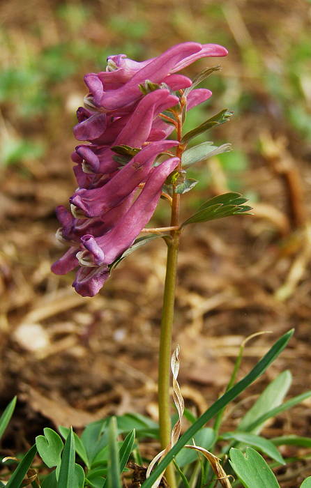 chochlačka plná Corydalis solida (L.) Clairv.